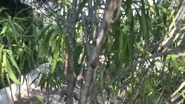 Breasts in pain little red girl pulling hard on her tits