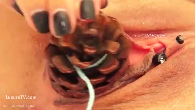 Pinecones 2