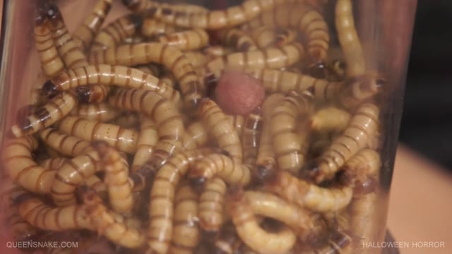 Hungry centipedes biting on pumped up tits