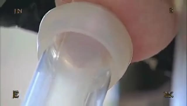 Insex dairy angelica 411 piglet kitty moonshine